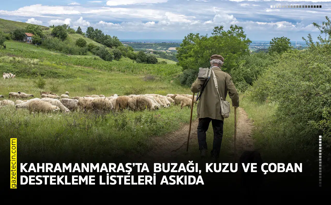 Kahramanmaraş’ta buzağı, kuzu ve çoban destekleme listeleri askıda