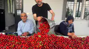 Türkiye'nin bu yılki kiraz ihracatında artış beklentisi