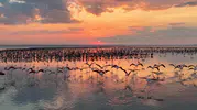 12 bin 800 yavru flamingo Tuz Gölü’nde yaşam buldu