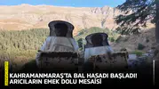 Kahramanmaraş’ta bal hasadı başladı! Arıcıların emek dolu mesaisi