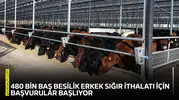 480 bin baş besilik erkek sığır ithalatı için başvurular başlıyor