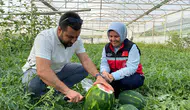 Seralarda yetiştirilen sezonun ilk karpuzları hasat ediliyor