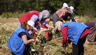 81 ilde uygulanacak gönüllü hasat etkinliği 2026 takvimi açıklandı