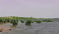 Baraj seviyesi yükselince fıstık bahçesi su altında kaldı