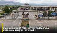Kahramanmaraş Canlı Hayvan Borsası’nda kurbanlık satışları başlıyor