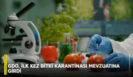 GDO, ilk kez bitki karantinası mevzuatına girdi!