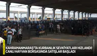 Kahramanmaraş’ta kurbanlık sevkiyatları hızlandı! Canlı Hayvan Borsasında satışlar başladı