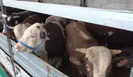 Batı illerine gönderilen kurbanlıklar sıkı kontrolden geçiriliyor