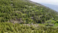 Osmaniye'deki 5 bin hektarlık çorak alan yeşillendirildi