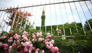 Sarmaşık kaplı cami baharın gelişiyle yeşil görünüme kavuştu