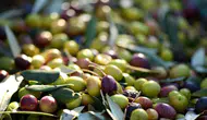 Avrasya’nın zeytin stratejileri Türkiye’de belirleniyor