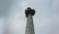 Minarenin alemine yuva yapan Hitit leyleği bu yıl da geleneği bozmadı