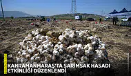 Kahramanmaraş'ta sarımsak hasadı etkinliği düzenlendi