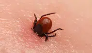 Sivas'ta bu yıl keneden 5 kişi yaşamını yitirdi