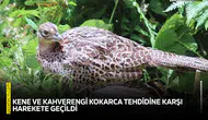 Kene ve kahverengi kokarca tehdidine karşı harekete geçildi