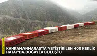 Kahramanmaraş'ta yetiştirilen 400 keklik Hatay'da doğayla buluştu