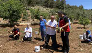 Maraş dondurmasına lezzet veren salebin hasadı yapıldı