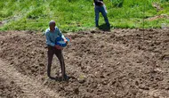 Yedisu horoz kuru fasulyesinin üretimi için ata tohumları toprakla buluşuyor