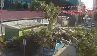 Durakta yolcu alan halk otobüsünün üzerine ağaç devrildi