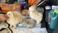 Kapıkule'de canlı hayvan kaçakçılığına darbe!