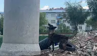 Enkazlarda büyütülen Ego, afetlerde can kurtarmak için hazır bekliyor