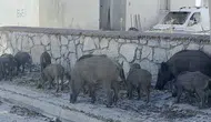 Yerleşim alanına inen yaban domuzu sürüsü böyle görüntülendi