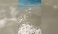 Bodrum'da denizin kirletilmesine ilişkin soruşturma başlatıldı