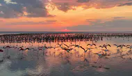 12 bin 800 yavru flamingo Tuz Gölü’nde yaşam buldu