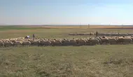 Hayvan varlığı 400 bini aşan TİGEM'den damızlık desteği