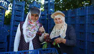 Hasadı devam eden "Yahyalı kirazı" yurt dışından talep görüyor
