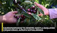 Kahramanmaraş’ta deneme aşısıyla başlayan Çığşar kirazı, Avrupa sofralarında