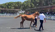 29 safkan Arap tayı satışa sunuldu
