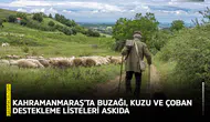 Kahramanmaraş’ta buzağı, kuzu ve çoban destekleme listeleri askıda