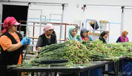 Süs bitkisi ihracatında yılın ilk yarısında rekor kırıldı