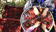 Uluborlu kirazı dalından dünyaya uzanıyor