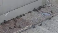 Sağanak sonrası kara yolunu kurbağalar bastı