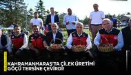 Kahramanmaraş’ta çilek üretimi göçü tersine çevirdi!