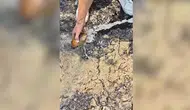 Alevlerin arasında kalan kaplumbağayı itfaiye kurtardı