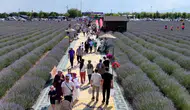 Türkiye'nin en büyük lavanta bahçesinde festival heyecanı başladı