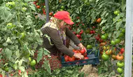 Deregümü köyünde üretilen domatesler ihraç ediliyor