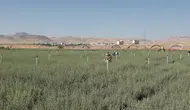 4 milyon tuz çalısı ülkenin dört bir yanına gönderilecek