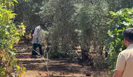 Zeytinlikte elleri arkadan bağlı olan bir genç ölü olarak bulundu