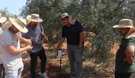 Kooperatif kuran doktorlar zeytin verimi için yapay zekadan destek alıyor