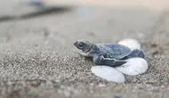 Deniz kaplumbağası yavruları mavi sularla buluşuyor