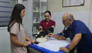 Meme kanserine yakalanan kedi "Benek" ameliyatla sağlığına kavuştu