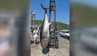 Balıkçılar 2 metre 80 santim boyunda orkinos yakaladı