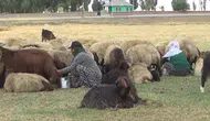 Yayladaki üç aylık mesainin ardından köye dönüş başladı