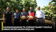 Kahramanmaraş’ta coğrafi işaret tescilli Abbas İnciri hasadı başladı