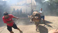Otlukta çıkan yangın sera ve manda çiftliğinde paniğe neden oldu