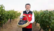 Bu sene 3 milyon 850 bin tonluk bir üzüm üretimi gerçekleşmiş olacak